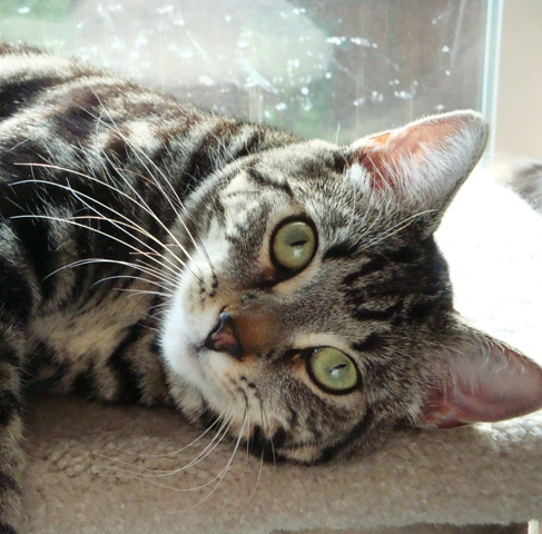 adoptable Cat in Spanaway,WA named C.J. (Charlie Jones)